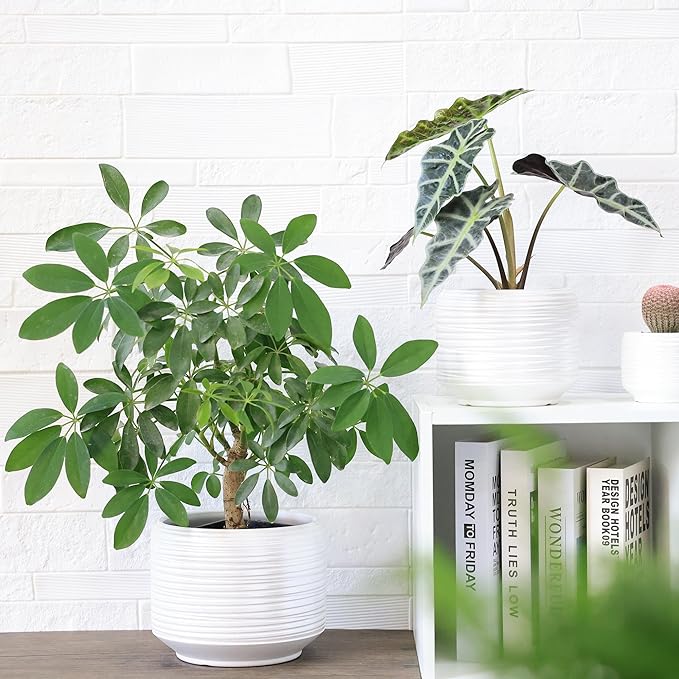 8 Inch + 6 Inch Ceramic Plant Pots Indoor with Drainage – Flower Pot Set, Decorative Indoor Planters for House Plants and Garden Use