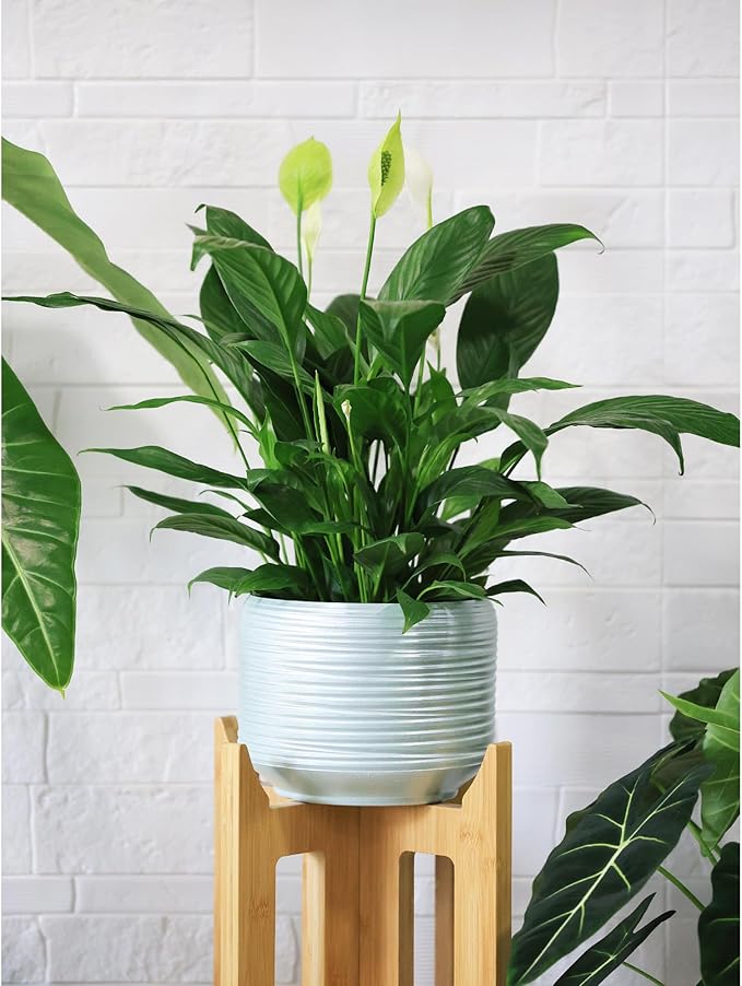 8 Inch + 6 Inch Ceramic Plant Pots Indoor with Drainage – Flower Pot Set, Decorative Indoor Planters for House Plants and Garden Use